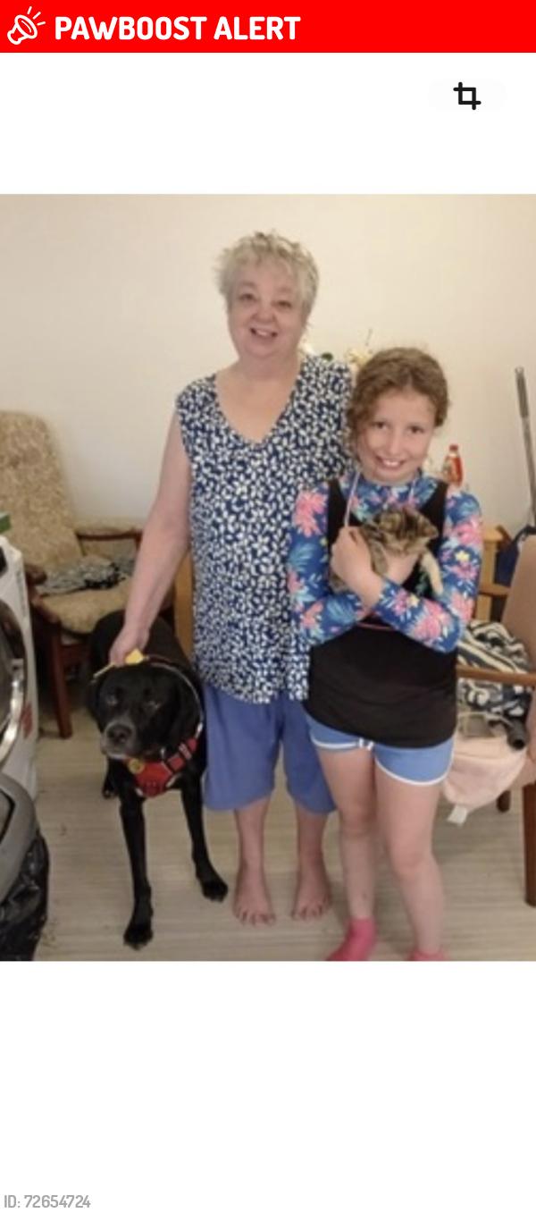 Lost Male Dog last seen Kentish Town , Greater London, England NW3
