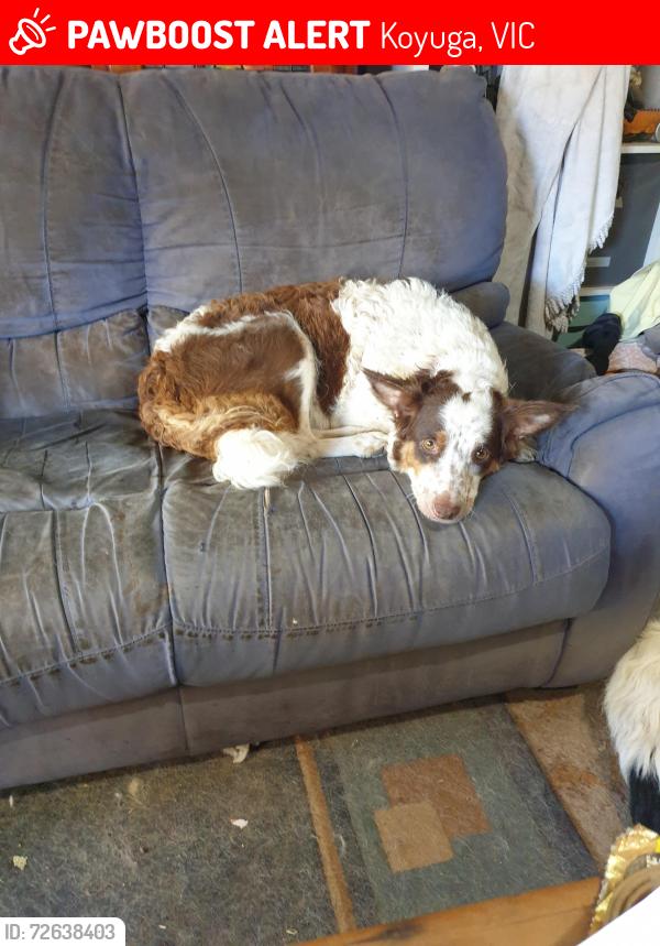 Lost Female Dog last seen Murphy rd, koyuga, Koyuga, VIC 3622