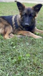 Lost Male Dog last seen Kayford Mountain, Dorothy, WV 25060