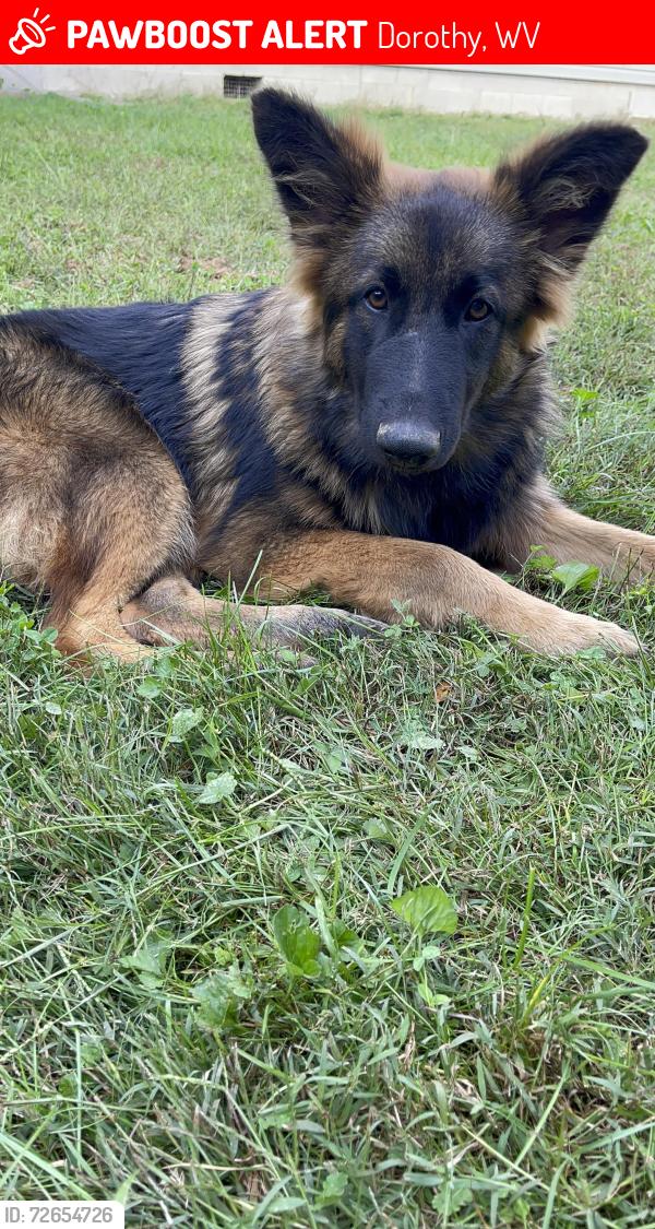 Lost Male Dog last seen Kayford Mountain, Dorothy, WV 25060