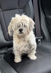 Lost Female Dog last seen Union church rd, Bishop, GA 30621