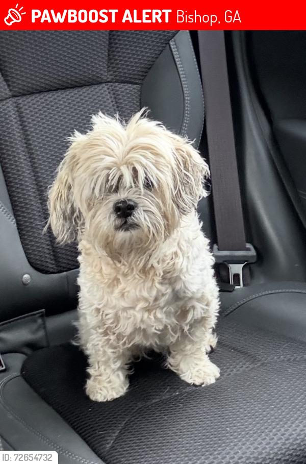 Lost Female Dog last seen Union church rd, Bishop, GA 30621