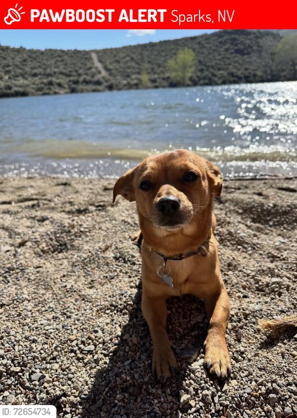 Lost Male Dog last seen El Rancho Dr., Sparks, NV 89431