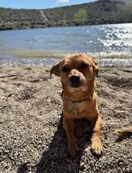 Lost Male Dog last seen El Rancho Dr., Sparks, NV 89431