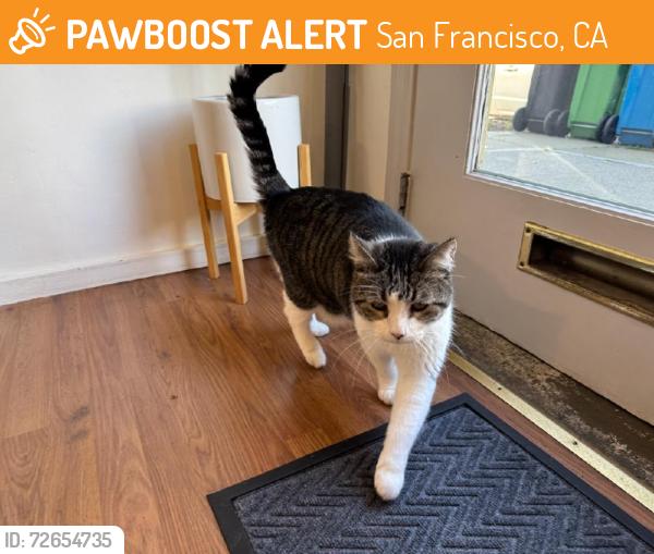 Found/Stray Male Cat last seen Sacramento and Divisadero, San Francisco, CA 94115