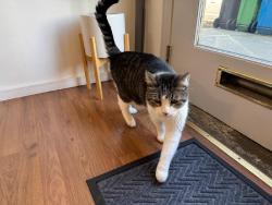 Found/Stray Male Cat last seen Sacramento and Divisadero, San Francisco, CA 94115