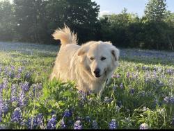 Lost Female Dog last seen Fort Hill and Rogers Hill Road, Waco, TX 76705