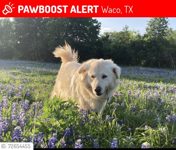 Lost Female Dog last seen Fort Hill and Rogers Hill Road, Waco, TX 76705