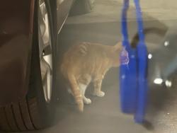 Found/Stray Unknown Cat last seen Excalibur guest parking lot in back first floor, Las Vegas, NV 89109
