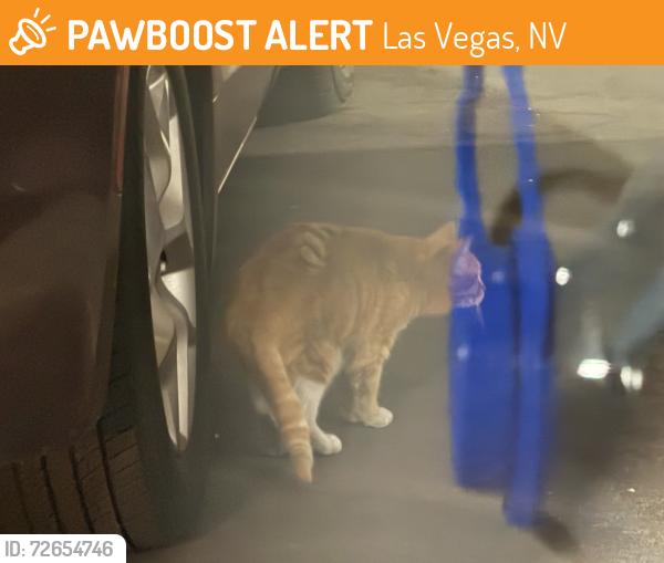 Found/Stray Unknown Cat last seen Excalibur guest parking lot in back first floor, Las Vegas, NV 89109