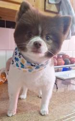 Lost Male Dog last seen 38th st and Georgia avenue , Kansas City, KS 66104