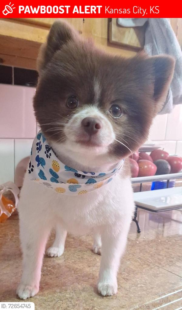 Lost Male Dog last seen 38th st and Georgia avenue , Kansas City, KS 66104