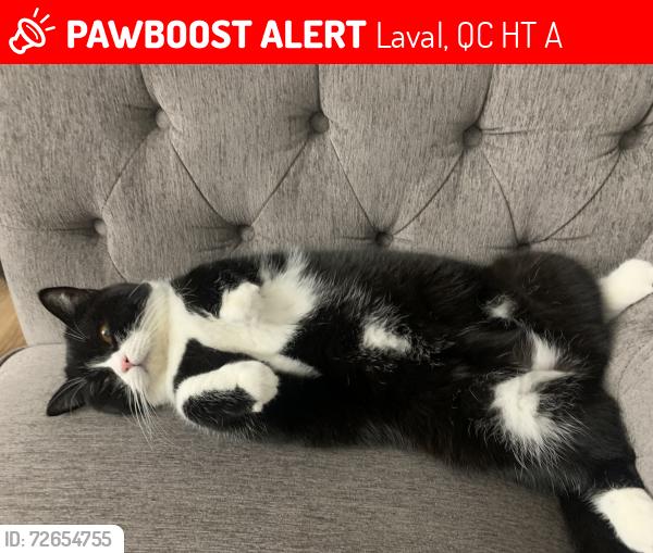 Lost Female Cat last seen Chomedey Jean Bénard , Laval, QC H7T 0A6