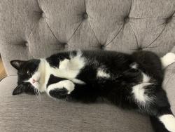 Lost Female Cat last seen Chomedey Jean Bénard , Laval, QC H7T 0A6