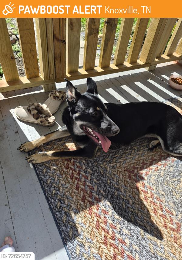 Found/Stray Female Dog last seen Near N. Broadway, Knoxville, TN 37917