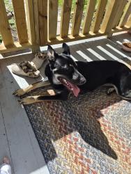 Found/Stray Female Dog last seen Near N. Broadway, Knoxville, TN 37917