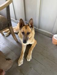 Lost Male Dog last seen Seabreeze Terrace and Wells Road, Malibu, CA 90265