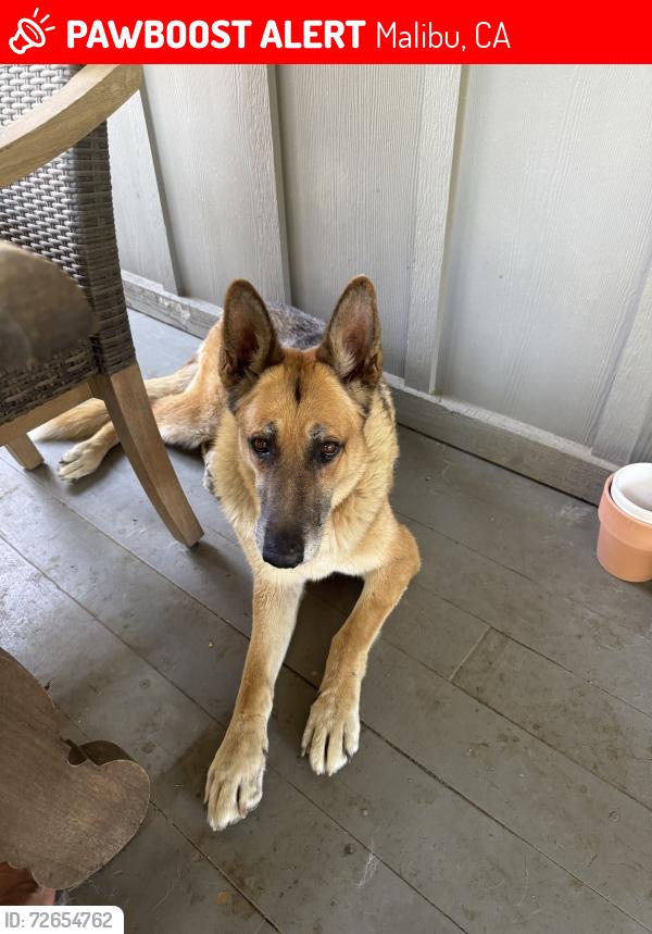 Lost Male Dog last seen Seabreeze Terrace and Wells Road, Malibu, CA 90265