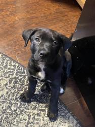 Lost Male Dog last seen Fairview ave , Masontown, PA 15461