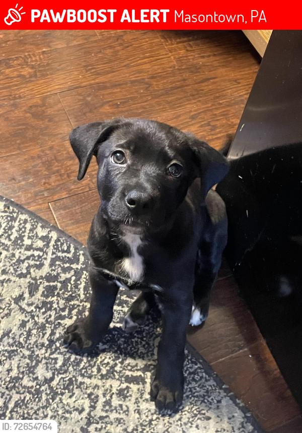 Lost Male Dog last seen Fairview ave , Masontown, PA 15461