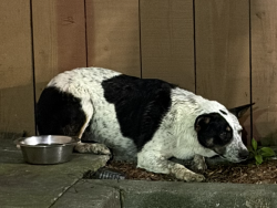 Found/Stray Male Dog last seen Wendy's parking lot on Fruitvale and International, Oakland, CA 94601