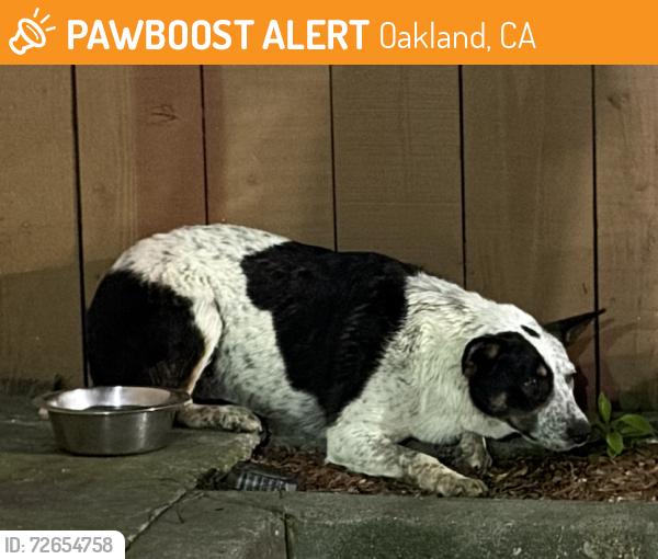 Found/Stray Male Dog last seen Wendy's parking lot on Fruitvale and International, Oakland, CA 94601