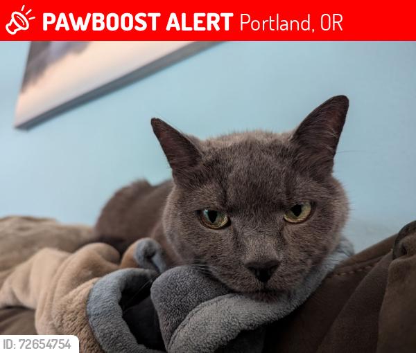 Lost Male Cat last seen Cedar Mill Elementary School, Portland, OR 97229