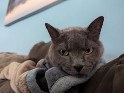 Lost Male Cat last seen Cedar Mill Elementary School, Portland, OR 97229
