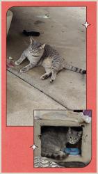 Lost Female Cat last seen 19th Ave and bell road, , Phoenix, AZ 85023