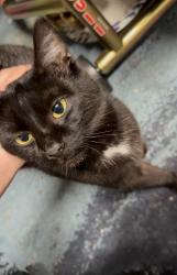 Found/Stray Unknown Cat last seen Southwest fox ave troutdale or 97069, Troutdale, OR 97060
