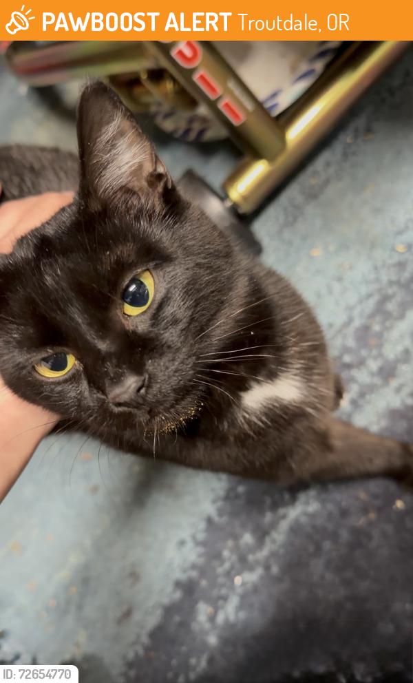 Found/Stray Unknown Cat last seen Southwest fox ave troutdale or 97069, Troutdale, OR 97060