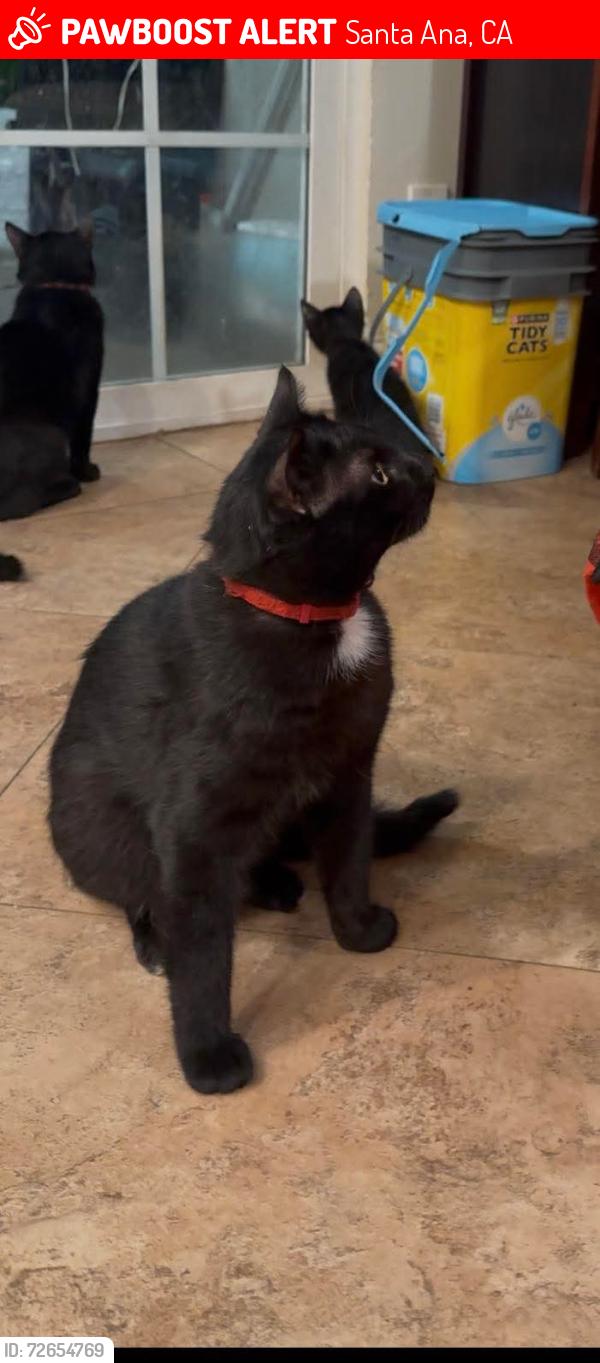 Lost Male Cat last seen Greenville and Alton , Santa Ana, CA 92704