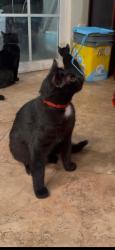 Lost Male Cat last seen Greenville and Alton , Santa Ana, CA 92704