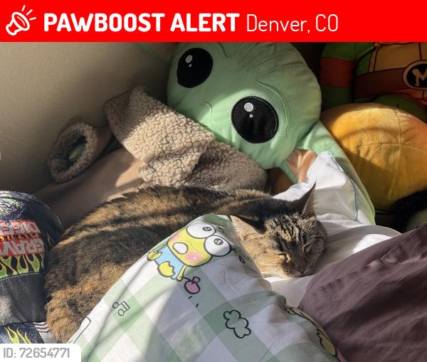 Lost Female Cat last seen E Cherry Creek south drive and S Cherry St, Denver, CO 80246