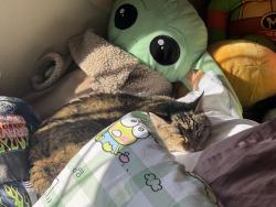 Lost Female Cat last seen E Cherry Creek south drive and S Cherry St, Denver, CO 80246