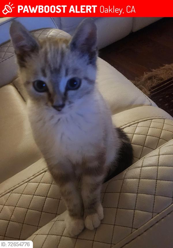 Lost Male Cat last seen Near eastport dr oakley , Oakley, CA 94561