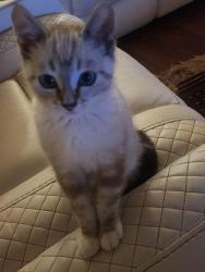 Lost Male Cat last seen Near eastport dr oakley , Oakley, CA 94561