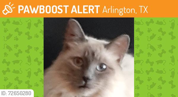Found/Stray Female Cat last seen Pleasant Ridge rd at Pleasantview dr, Arlington, TX 76016