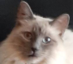 Found/Stray Female Cat last seen Pleasant Ridge rd at Pleasantview dr, Arlington, TX 76016
