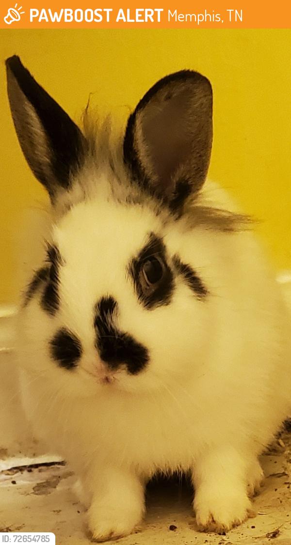 Found/Stray Unknown Rabbit last seen Elmore rd, Memphis, TN 38134