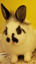 Found/Stray Unknown Rabbit last seen Elmore rd, Memphis, TN 38134