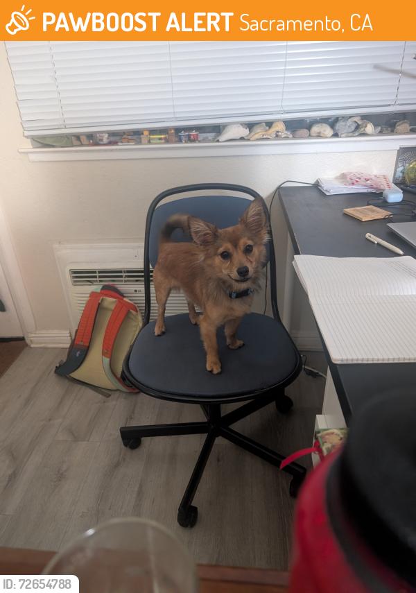 Found/Stray Male Dog last seen Bonfire gas station, Sacramento, CA 95817