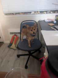 Found/Stray Male Dog last seen Bonfire gas station, Sacramento, CA 95817