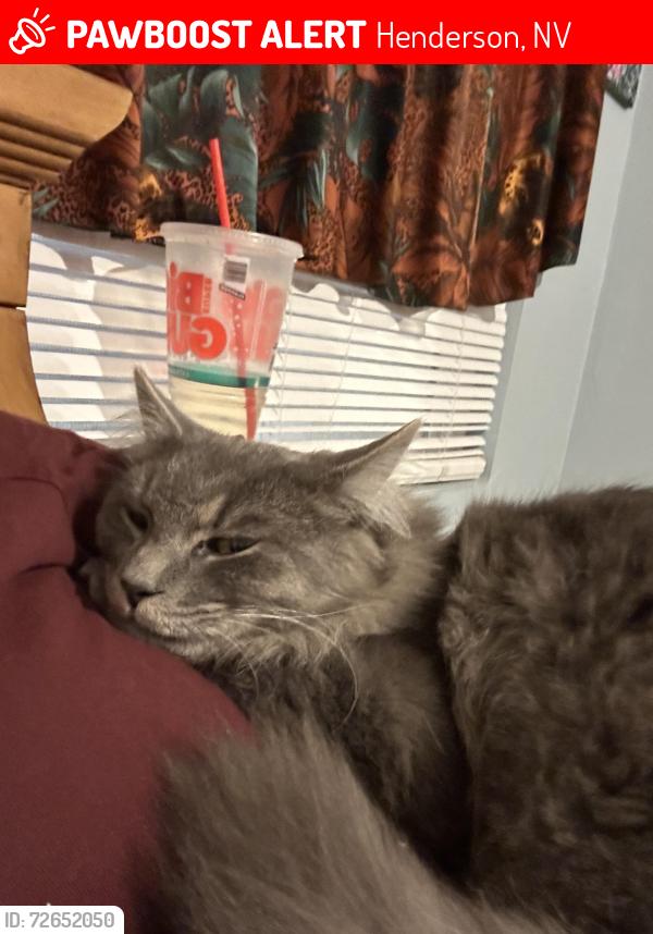 Lost Male Cat last seen Near , Henderson, NV 89015
