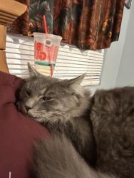 Lost Male Cat last seen Near , Henderson, NV 89015