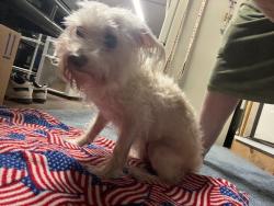 Found/Stray Unknown Dog last seen Magnolia and ellis, Fountain Valley, CA 92708