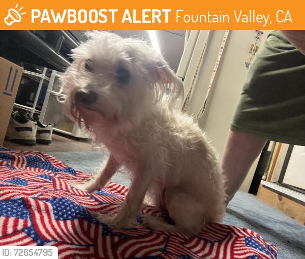 Found/Stray Unknown Dog last seen Magnolia and ellis, Fountain Valley, CA 92708