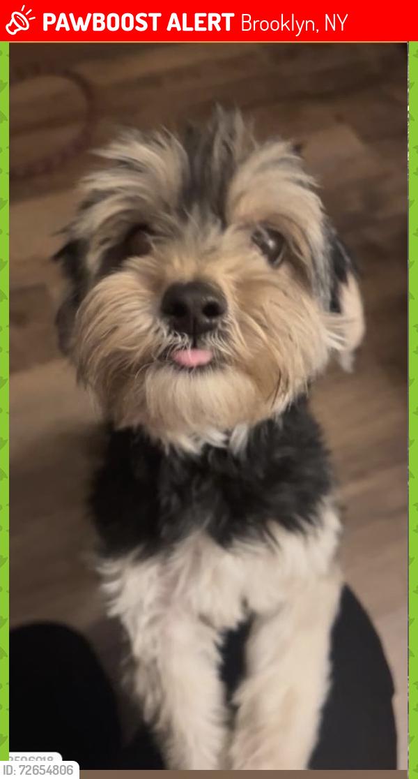 Lost Female Dog last seen 4and 5th ave, Brooklyn, NY 11215