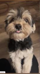 Lost Female Dog last seen 4and 5th ave, Brooklyn, NY 11215