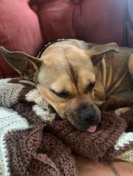 Found/Stray Female Dog last seen Jennings station road, Jennings, MO 63136